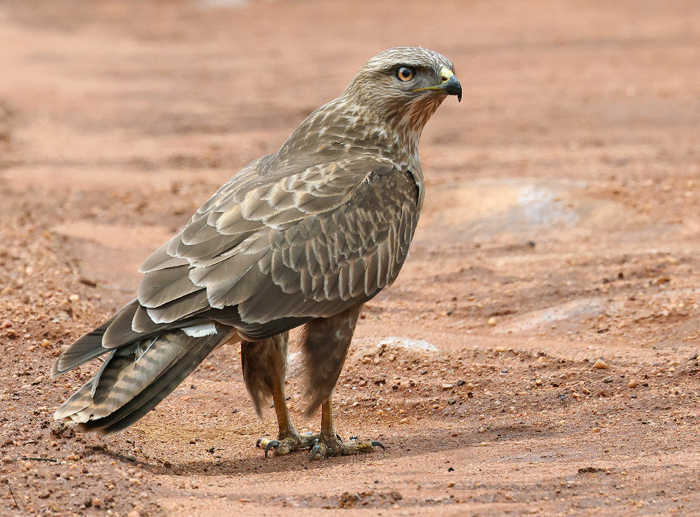 Steppe Buzzard